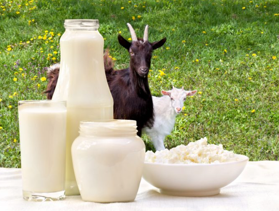 Goat milk powder (Sữa dê)