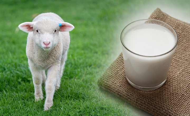 Sheep milk powder (Sữa cừu)